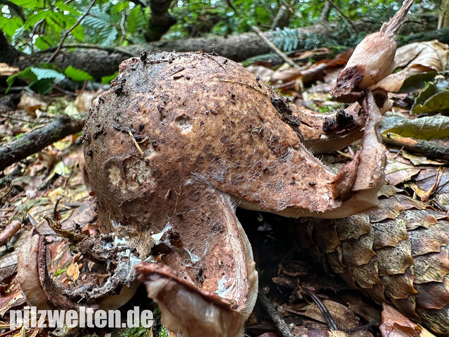 Halskrausen-Erdstern, Geastrum michelianum