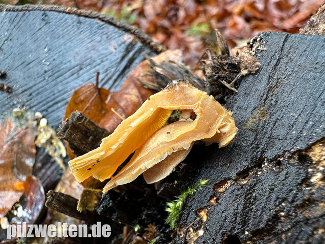 Herber Zwergknäueling, Panellus stipticus