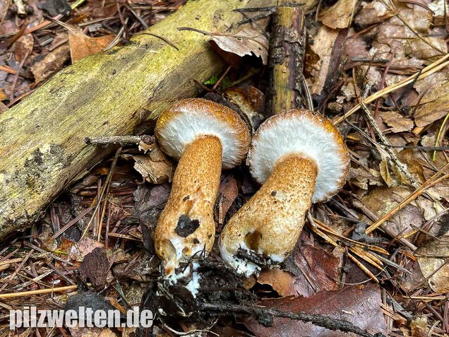 Hohlfußröhrling, Suillus cavipes