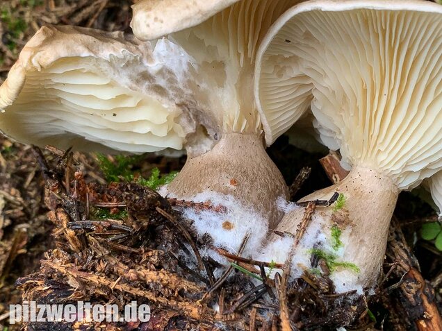 Keulenfüßiger Trichterling, Ampulloclitocybe clavipes