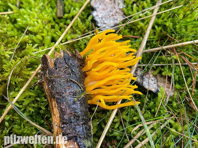 Klebriger Hörnling, Ziegenbart, Zwergerlfeuer, Calocera viscosa