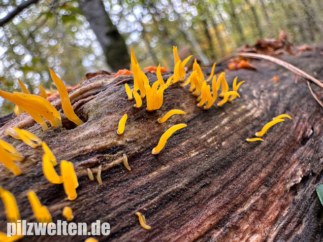 Laubholzhörnling, Calocera cornea