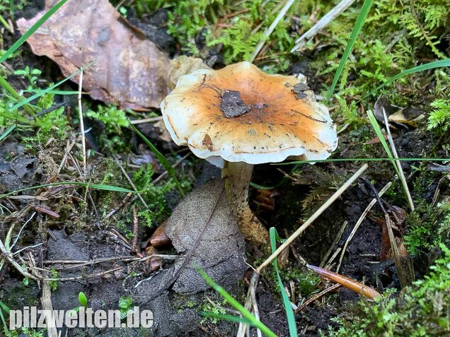 Nadelwaldschüppling, Pholiota spumosa
