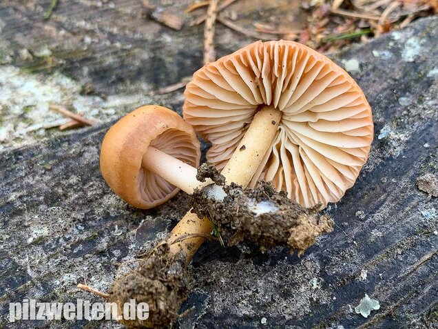 Nelkenschwindling, Marasmius oreades