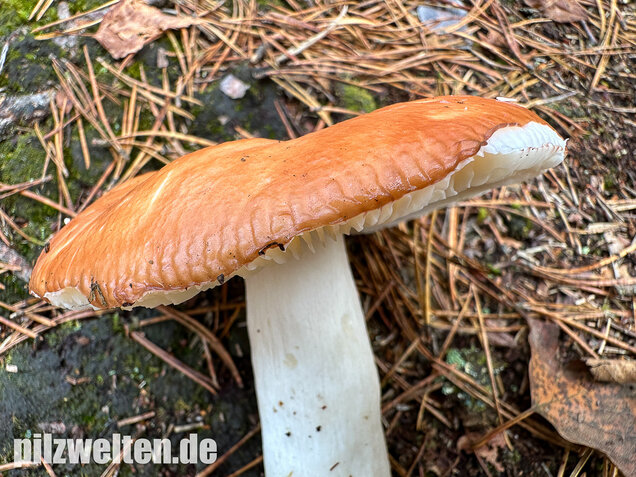 Orangeroter Graustieltäubling, Orangeroter Moor-Täubling, Russula decolorans