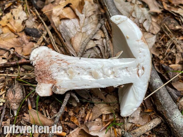 Perlpilz, Rötender Wulstling, Amanita rubescens