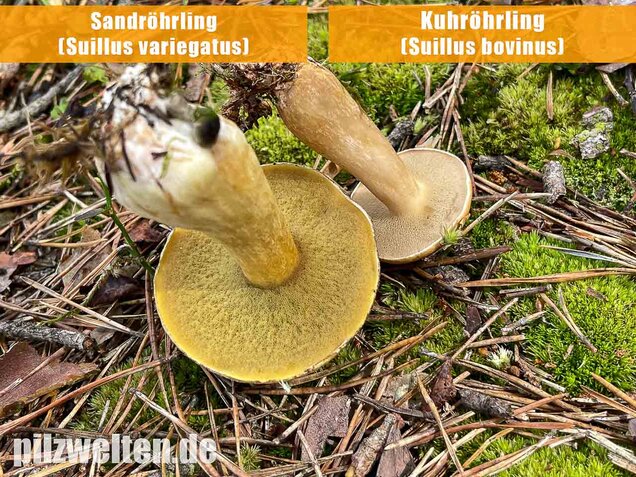 Kuhröhrling, Suillus bovinus