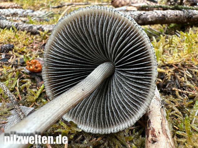 Ringdüngerling, Beringter Düngerling, Panaeolus semiovatus