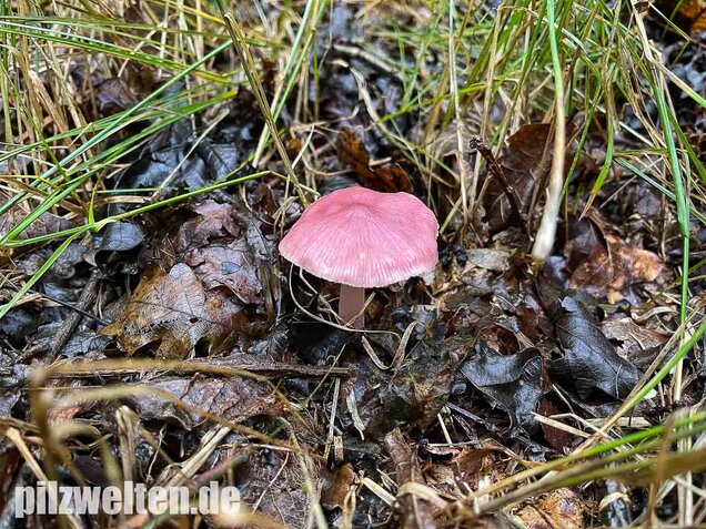 Rosa Rettichhelmling, Mycena rosea