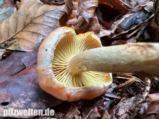 Safranroter Schüppling, Safranschüppling, Pyrrhulomyces astragalinus