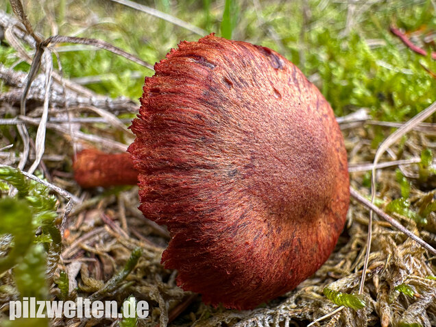 Blutroter Hautkopf, Bluthautkopf, Cortinarius sanguineus