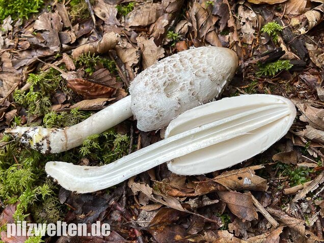Schopftintling, Coprinus comatus