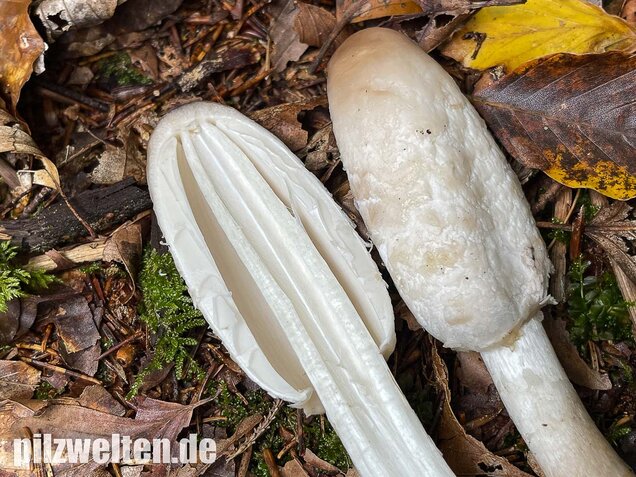 Schopftintling, Coprinus comatus