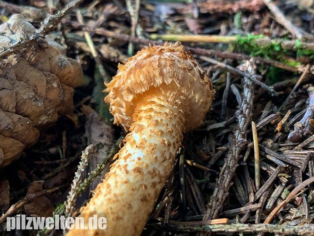 Sparriger Schüppling, Pholiota squarrosa