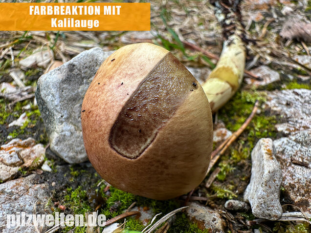 Stinkender Schleimkopf, Gelber Schleimkopf, Phlegmacium mussivum