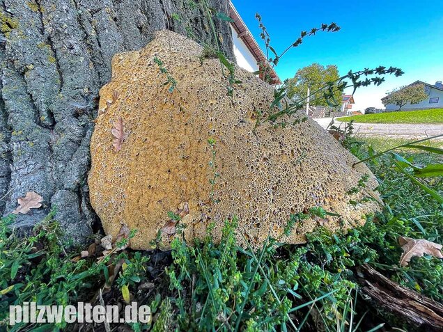 Tropfender Schillerporling, Pseudoinonotus dryadeus