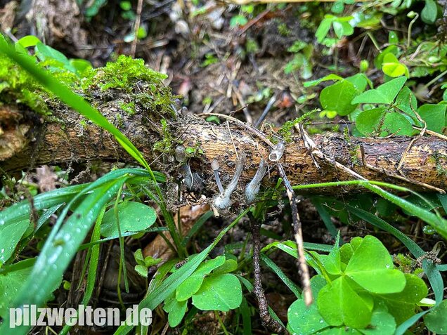Voreilender Helmling, Mycena abramsii