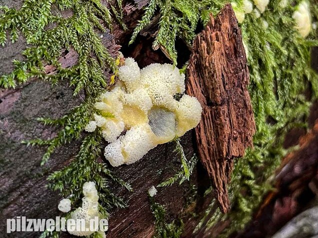 Weißgelbes Netzpolster, Ceratiomyxa porioides
