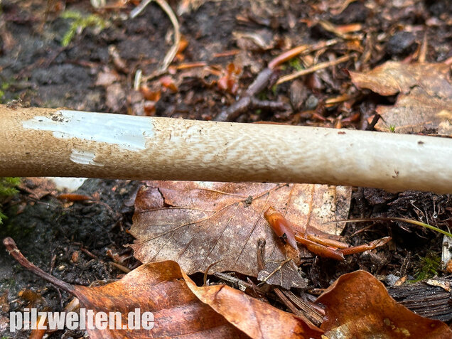 Wurzelnder Schleimrübling, Grubiger Wurzelrübling, Hymenopellis radicata