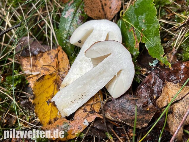 Apfeltäubling, Russula paludosa