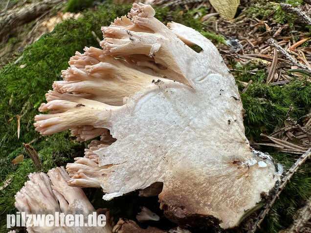Bauchwehkoralle, Blasse Koralle, Ramaria pallida