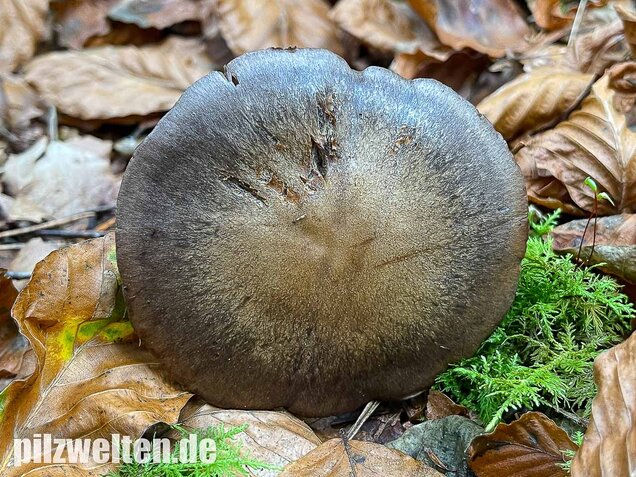 Bitterer Schleimkopf, Cortinarius infractus