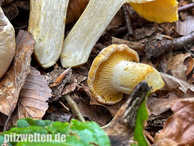 Blasser Pfifferling, Cantharellus pallens