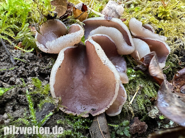 Braunvioletter Brandstellenbecherling, Violetter Becherling, Geoscypha violacea
