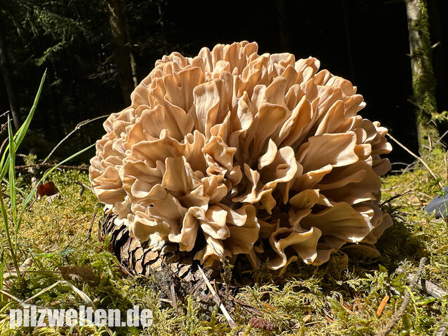 Breitblättrige Glucke, Sparassis brevipes