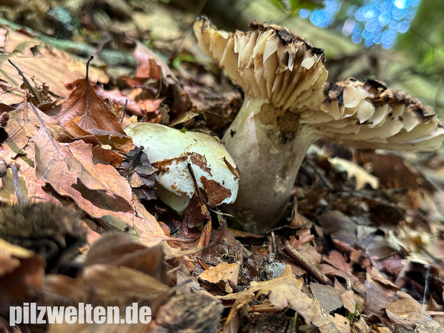 Dickblättriger Schwärztäubling, Russula nigricans