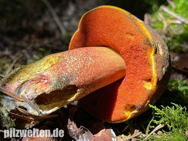 Flockenstieliger Hexenröhrling, Neoboletus erythropus