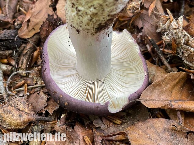 Frauentäubling, Russula cyanoxantha