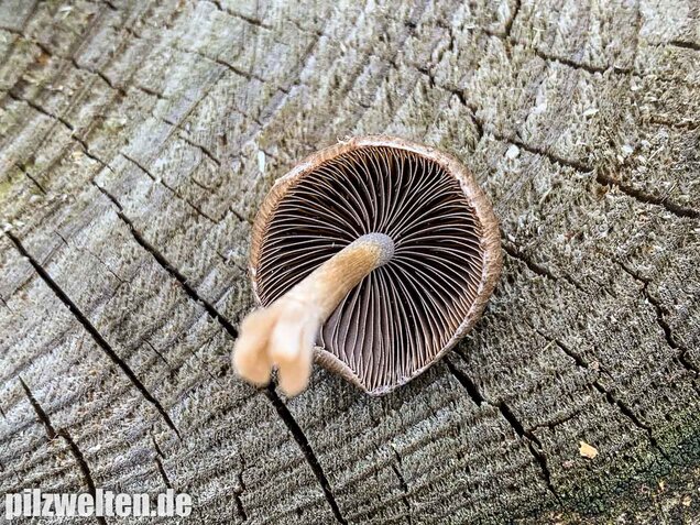 Früher Faserling, Schmalblättriger Faserling, Psathyrella spadiceogrisea