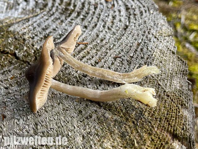 Geradrandiger Rötling, Entocybe turbida