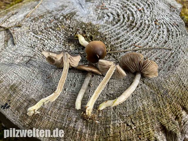 Geradrandiger Rötling, Entocybe turbida