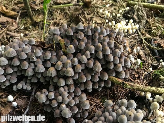 Gesäter Tintling, Coprinellus disseminatus