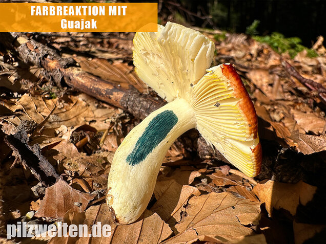 Goldtäubling, Russula aurea