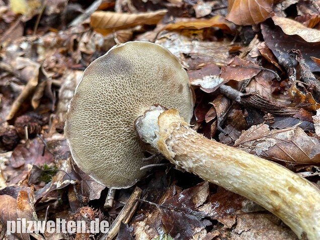 Grauer Lärchenröhrling, Suillus viscidus