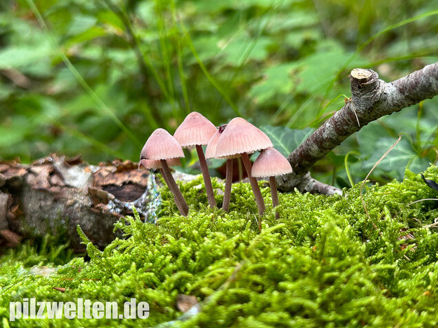 Großer Bluthelmling, Mycena haematopus