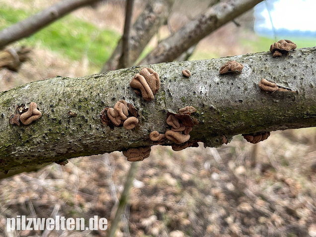 Hasel-Kleiebecherling, Haselbecherling, Encoelia furfuracea
