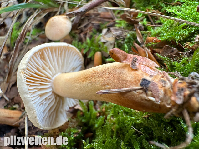 Lärchenritterling, Schwammiger Ritterling, Tricholoma psammopus