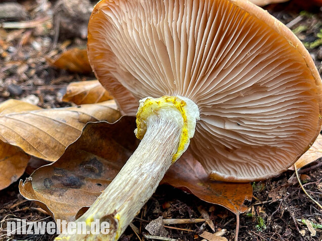 Laubholzhallimasch, Armillaria gallica