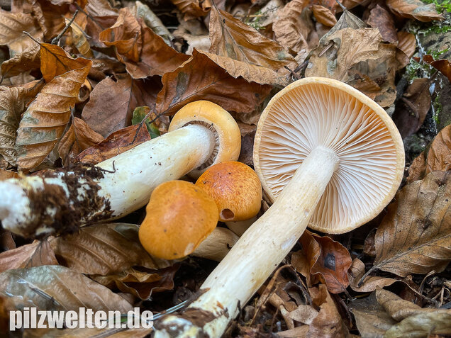Orangeschneckling, Terpentinschneckling, Hygrophorus pudorinus
