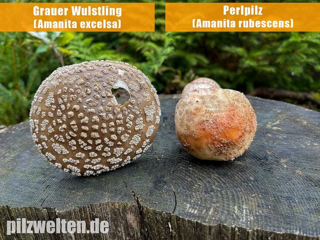 Perlpilz, Rötender Wulstling, Amanita rubescens