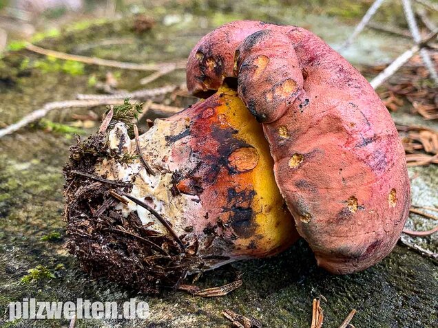 Rosahütiger Schwarzblauender Röhrling