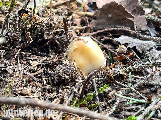 Rotbrauner Scheidenstreifling, Amanita fulva