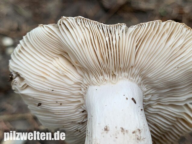Scharfer Glanztäubling, Russula firmula