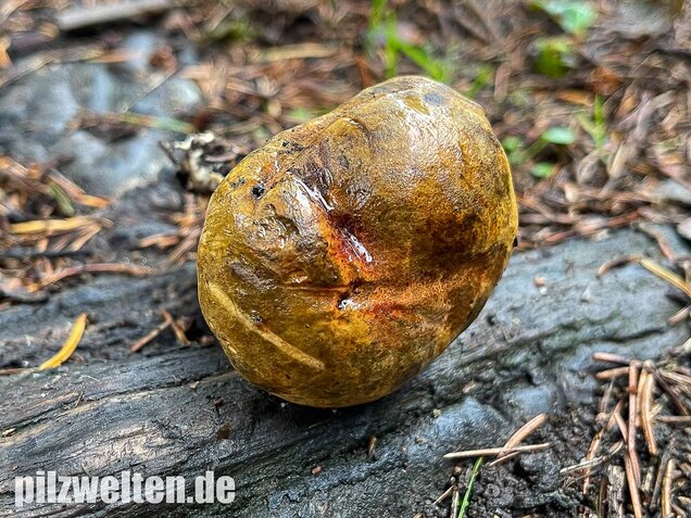 Schwarzblauender Röhrling, Cyanoboletus pulverulentus