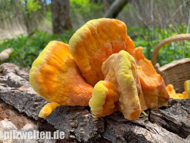 Schwefelporling, Huhn des Waldes, Laetiporus sulphureus