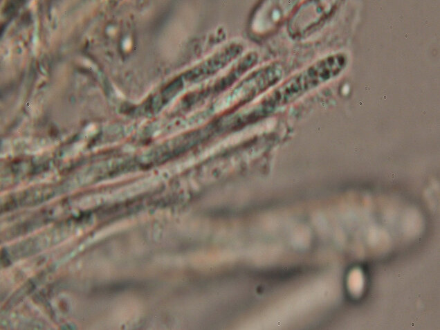 Weiden-Stängelbecherchen, Hymenoscyphus conscriptus